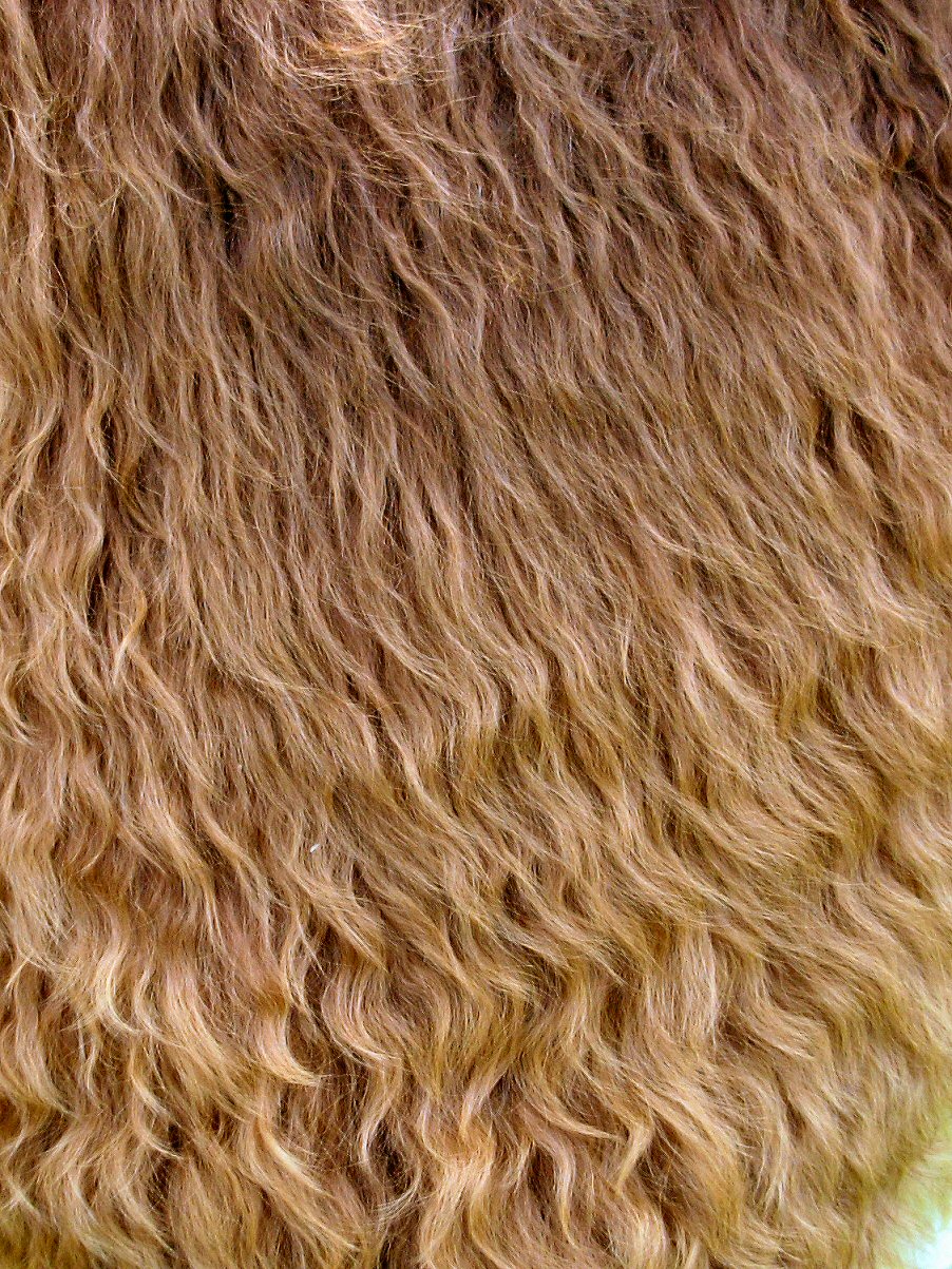 Cataleya fiber 3-07
