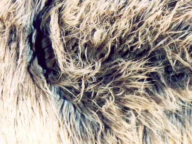 Charity fiber 2002
