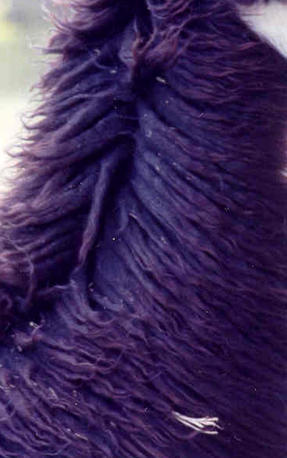 May fiber 2003
